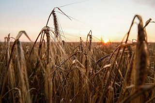 L'accord céréalier en mer Noire, qui permet à l'Ukraine d'exporter ses céréales, est jugé crucial pour l'alimentation mondiale (archives).